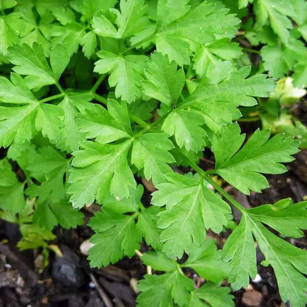 Organic Flat Leaf Italian Giant Parsley | 500 Herb Seeds in Pictorial Packet With Growing Instructions | Always Dispatched Next Business Day