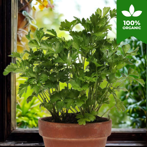 Organic Flat Leaf Italian Giant Parsley | 500 Herb Seeds in Pictorial Packet With Growing Instructions | Always Dispatched Next Business Day