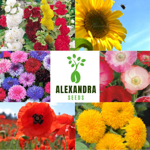 Flower & Wildflower Seed Bundle | Hollyhocks, Dwarf Sunflowers, Tall Sunflowers, Mixed Poppies, Red Poppies & Cornflowers | Savings | In Pictorial Packets With Growing Instructions | Always Dispatched Next Business Day