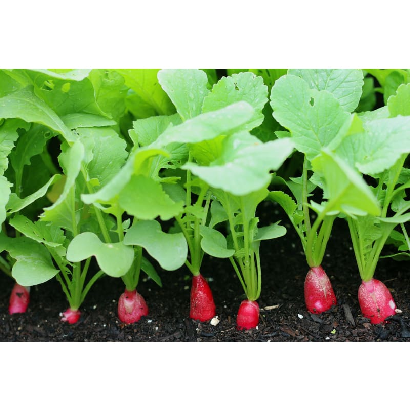 Radish - French Breakfast Heritage Seeds | Easy and Fast to Grow Vegetable | 350 Seeds in Pictorial Packet With Growing Instructions | Always Dispatched Next Business Day