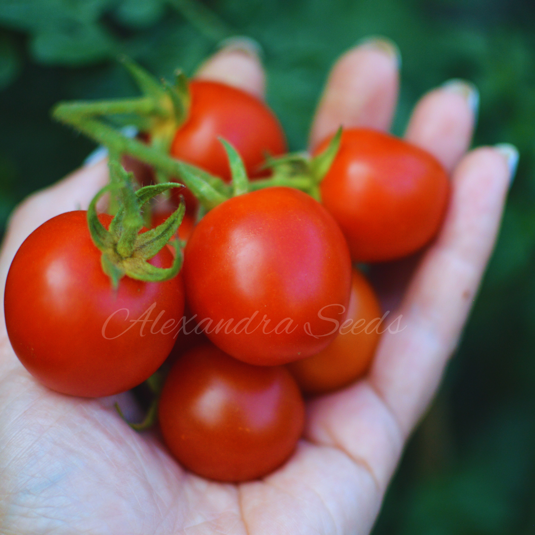 Tomato Seeds Bundle 4 Pack | Yellow Sunbaby, Piccolo, Gardener's Delight, Cherry Rubinka Tomatoes | In Pictorial Packet With Growing Instructions | Always Dispatched Next Business Day