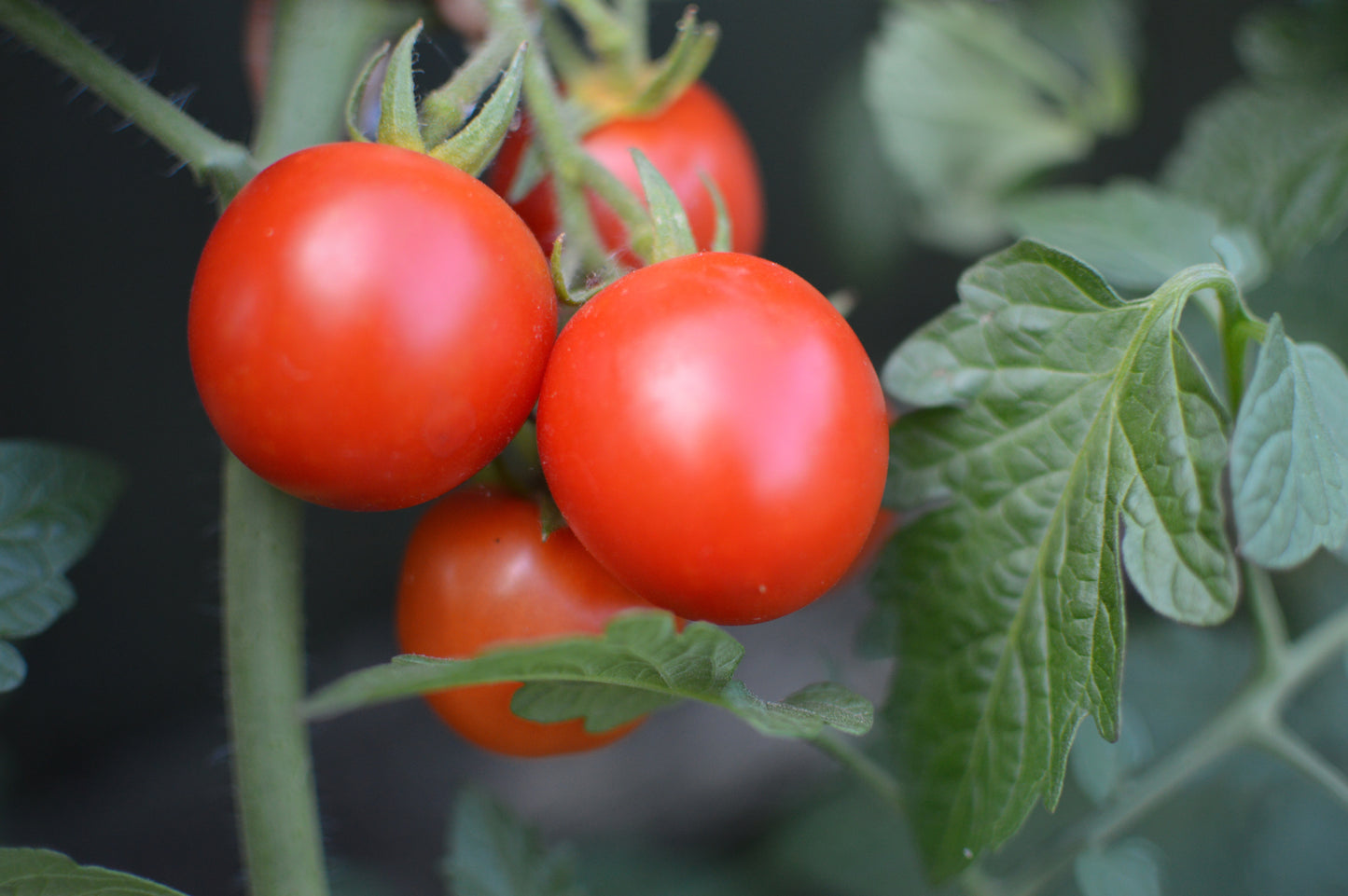 Tomato Seeds Bundle 4 Pack | Yellow Sunbaby, Piccolo, Gardener's Delight, Cherry Rubinka Tomatoes | In Pictorial Packet With Growing Instructions | Always Dispatched Next Business Day