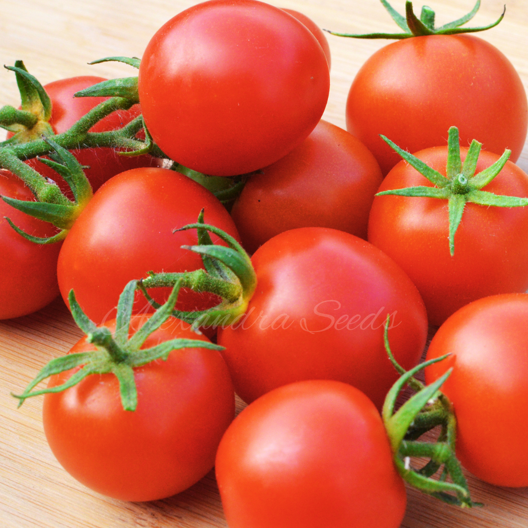 Tomato Seeds - Gardeners Delight Heritage Tomatoes | 15 Seeds in Pictorial Packet With Growing Instructions | Always Dispatched Next Business Day