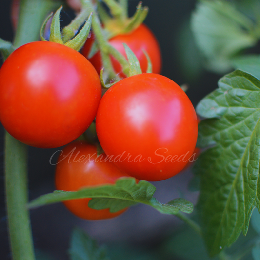 Tomato Seeds - Gardeners Delight Heritage Tomatoes | 15 Seeds in Pictorial Packet With Growing Instructions | Always Dispatched Next Business Day