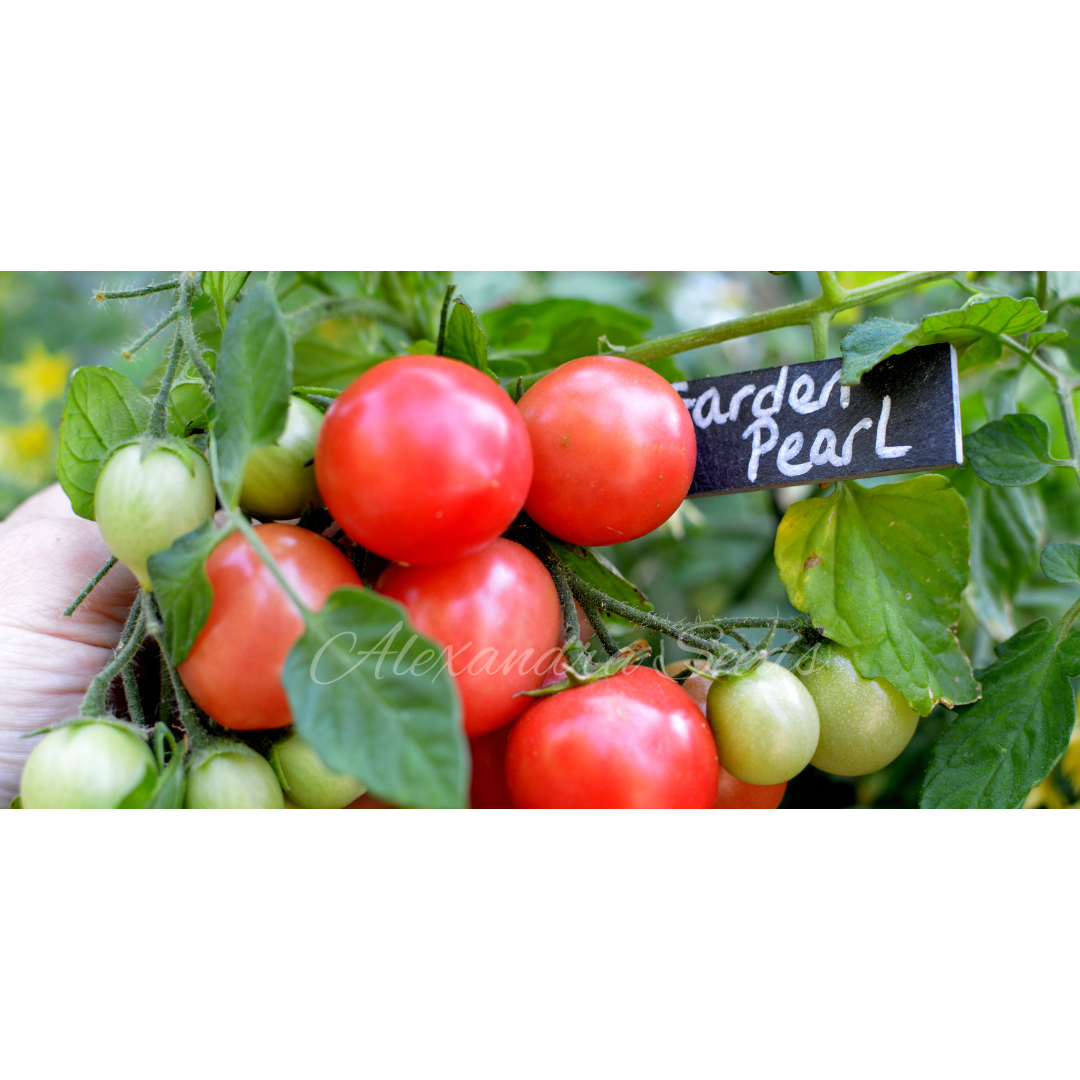 Tomato Seeds For Hanging Baskets, Pots, Containers, Balcony, Patio, Small Spaces | 30 'Garden Pearl' Seeds in Pictorial Packet With Growing Instructions | Always Dispatched Next Business Day