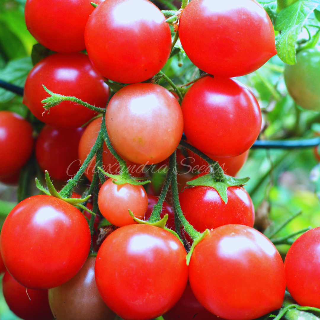 Tomato Seeds For Hanging Baskets, Pots, Containers, Balcony, Patio, Small Spaces | 30 'Garden Pearl' Seeds in Pictorial Packet With Growing Instructions | Always Dispatched Next Business Day