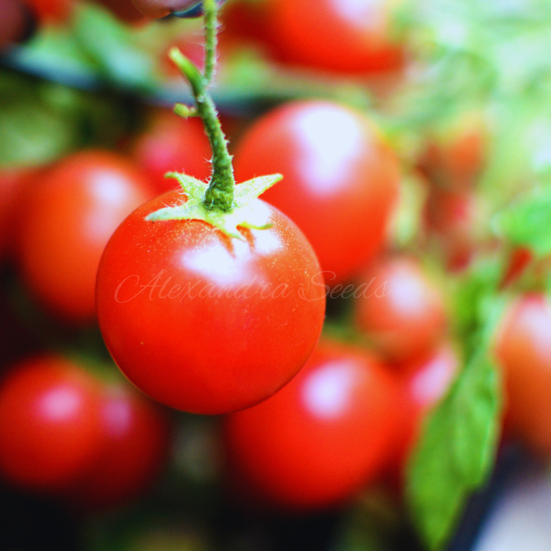 Tomato Seeds For Hanging Baskets, Pots, Containers, Balcony, Patio, Small Spaces | 30 'Garden Pearl' Seeds in Pictorial Packet With Growing Instructions | Always Dispatched Next Business Day