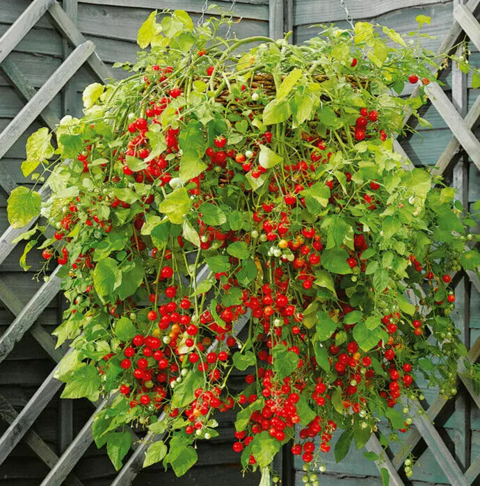 Tomato Seeds For Hanging Baskets, Pots, Containers, Balcony, Patio, Small Spaces | 30 'Garden Pearl' Seeds in Pictorial Packet With Growing Instructions | Always Dispatched Next Business Day
