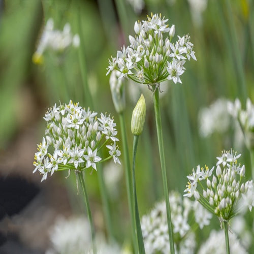 Garlic Chive Seeds | 100 Premium Heritage Seeds | Chinese Chives in Pictorial Packet | Always Dispatched Next Business Day