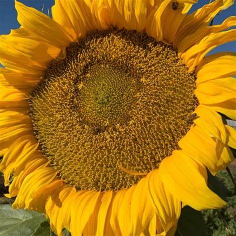 Sunflower Seeds For Growing 20 - 7500 Seeds | Giant Sunflowers, Single Flower up to 12ft Tall | Fast Growing | In Pictorial Packet With Growing Instructions | Always Dispatched Next Business Day