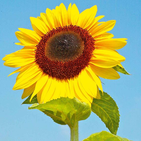 Sunflower Seeds For Growing 20 - 7500 Seeds | Giant Sunflowers, Single Flower up to 12ft Tall | Fast Growing | In Pictorial Packet With Growing Instructions | Always Dispatched Next Business Day