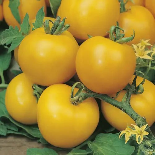 Tomato Seeds - Golden Sunrise | Yellow Sweet and Juicy Tomatoes | 25 Seeds in Pictorial Packet With Growing Instructions | Always Dispatched Next Business Day