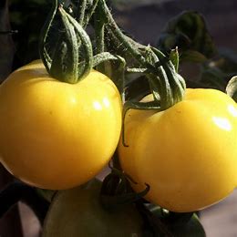 Tomato Seeds - Golden Sunrise | Yellow Sweet and Juicy Tomatoes | 25 Seeds in Pictorial Packet With Growing Instructions | Always Dispatched Next Business Day
