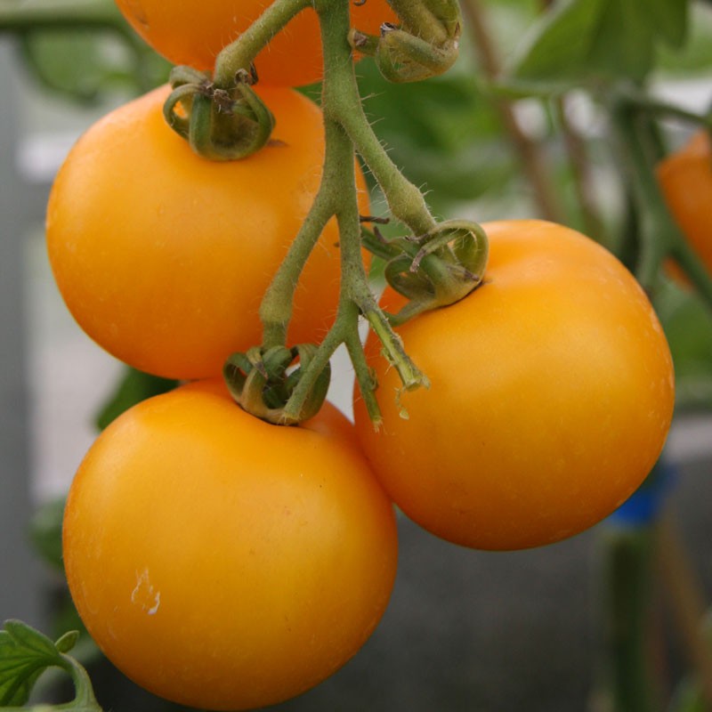 Tomato Seeds - Golden Sunrise | Yellow Sweet and Juicy Tomatoes | 25 Seeds in Pictorial Packet With Growing Instructions | Always Dispatched Next Business Day