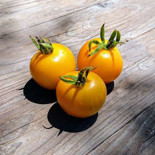Tomato Seeds - Golden Sunrise | Yellow Sweet and Juicy Tomatoes | 25 Seeds in Pictorial Packet With Growing Instructions | Always Dispatched Next Business Day