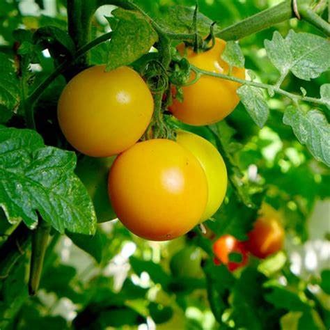 Tomato Seeds - Golden Sunrise | Yellow Sweet and Juicy Tomatoes | 25 Seeds in Pictorial Packet With Growing Instructions | Always Dispatched Next Business Day
