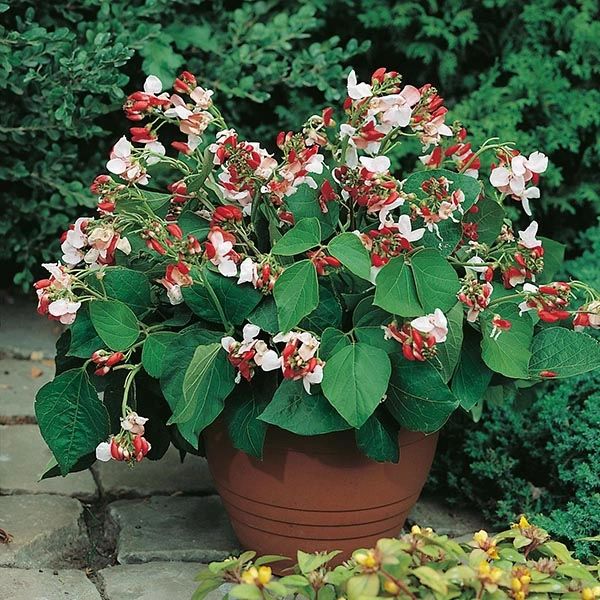 Dwarf Runner Bean Vegetable Seeds For Pots, Containers, Patios, Small Spaces, Balconies | 20 Premium Hestia Seeds in Pictorial Packet With Growing Instructions | Always Dispatched Next Business Day