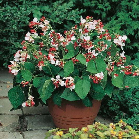 Dwarf Runner Bean Vegetable Seeds For Pots, Containers, Patios, Small Spaces, Balconies | 20 Premium Hestia Seeds in Pictorial Packet With Growing Instructions | Always Dispatched Next Business Day