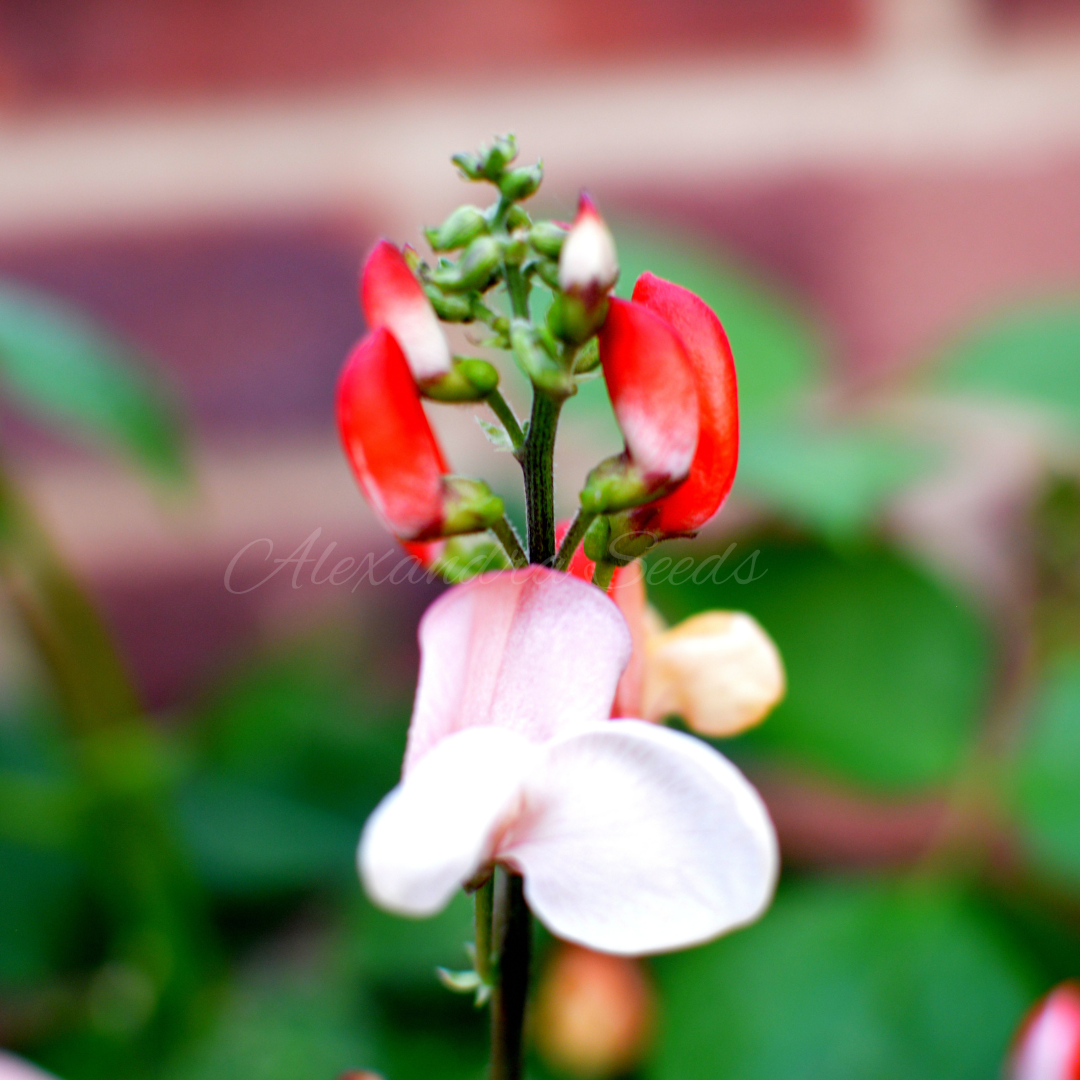 Dwarf Runner Bean Vegetable Seeds For Pots, Containers, Patios, Small Spaces, Balconies | 20 Premium Hestia Seeds in Pictorial Packet With Growing Instructions | Always Dispatched Next Business Day