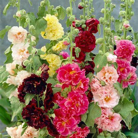 Hollyhock Summer Carnival Mix | Colourful Flowers Attract Pollinators & Bees | 100 Seeds in Pictorial Packet With Growing Instructions | Always Dispatched Next Business Day