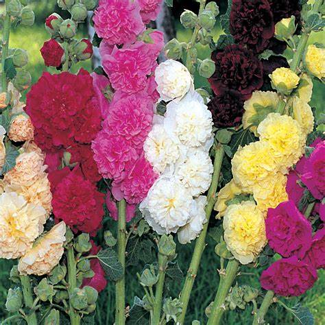 Flower & Wildflower Seed Bundle | Hollyhocks, Dwarf Sunflowers, Tall Sunflowers, Mixed Poppies, Red Poppies & Cornflowers | Savings | In Pictorial Packets With Growing Instructions | Always Dispatched Next Business Day