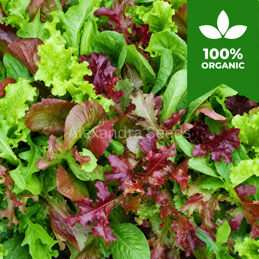 Organic Baby Leaf Italian Mixed Lettuce Seeds | 750 Salad Seeds in Pictorial Packet With Growing Instructions | Always Next Business Day Dispatch