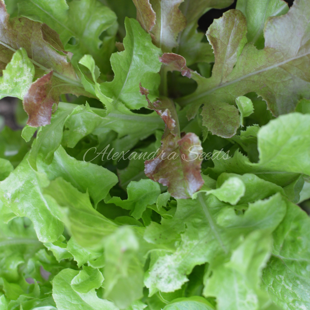 Italian Mix Baby Leaf Salad Seeds | 600 Seeds in Pictorial Packet With Growing Instructions | Always Dispatched Next Business Day