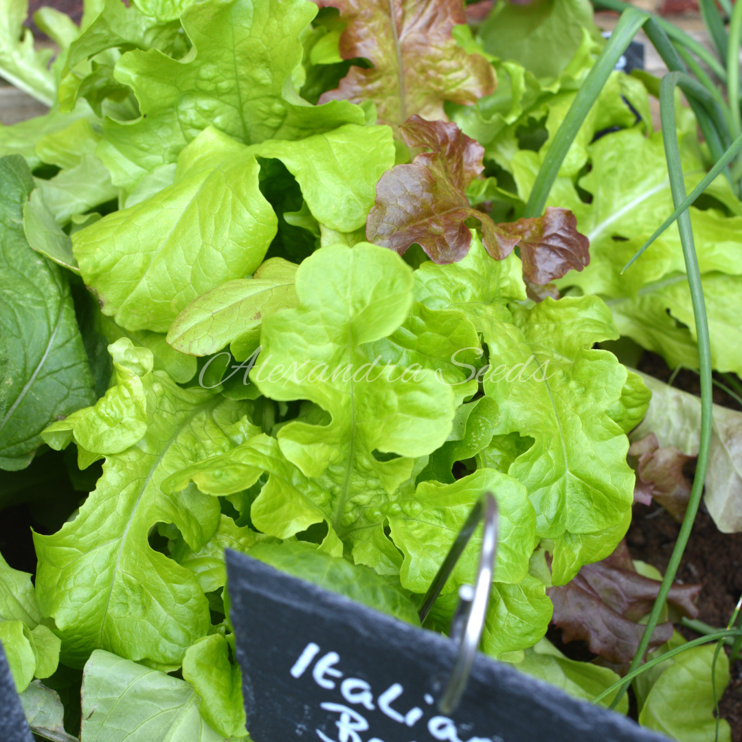 Italian Mix Baby Leaf Salad Seeds | 600 Seeds in Pictorial Packet With Growing Instructions | Always Dispatched Next Business Day