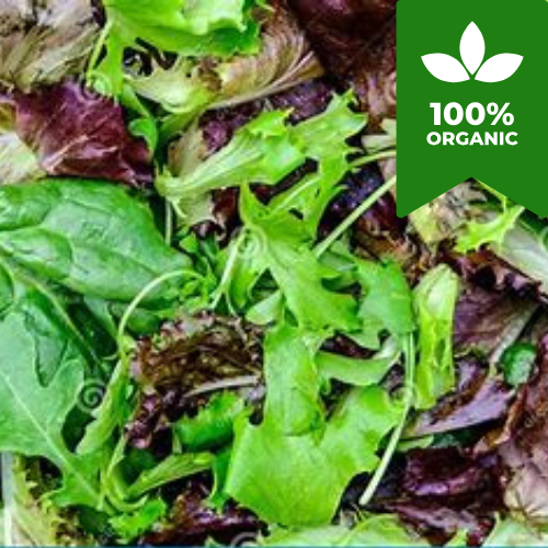 Organic Baby Leaf Italian Mixed Lettuce Seeds | 750 Salad Seeds in Pictorial Packet With Growing Instructions | Always Next Business Day Dispatch