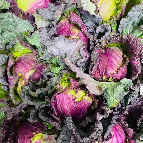 Savoy Cabbage January King Seeds | Heritage Purple Winter Frost Resistant Vegetable Variety | 85 Seeds in Pictorial Packet With Growing Instructions | Always Dispatched Next Business Day