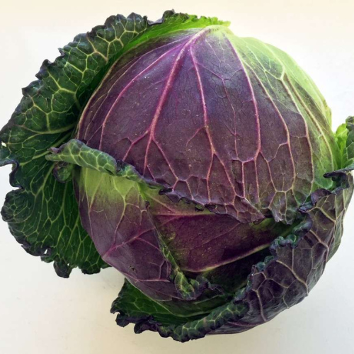 Savoy Cabbage January King Seeds | Heritage Purple Winter Frost Resistant Vegetable Variety | 85 Seeds in Pictorial Packet With Growing Instructions | Always Dispatched Next Business Day