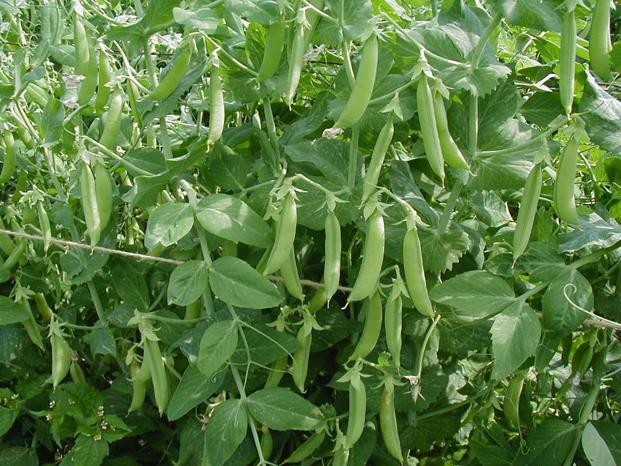 Early Peas, Dwarf Beans, Mangetout, Dwarf Peas Vegetable BUNDLE | All Four Legumes in Four Pictorial Packets With Growing Instructions | Always Dispatched Next Business Day