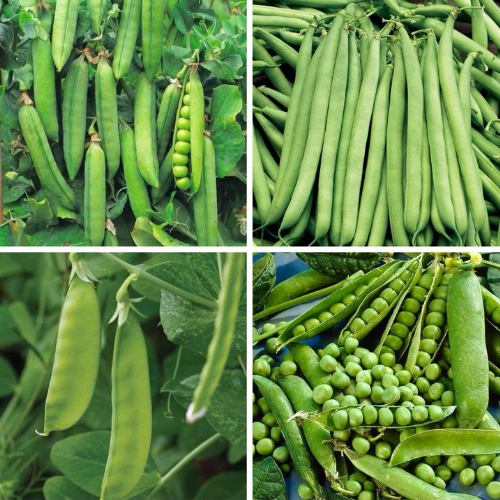 Early Peas, Dwarf Beans, Mangetout, Dwarf Peas Vegetable BUNDLE | All Four Legumes in Four Pictorial Packets With Growing Instructions | Always Dispatched Next Business Day