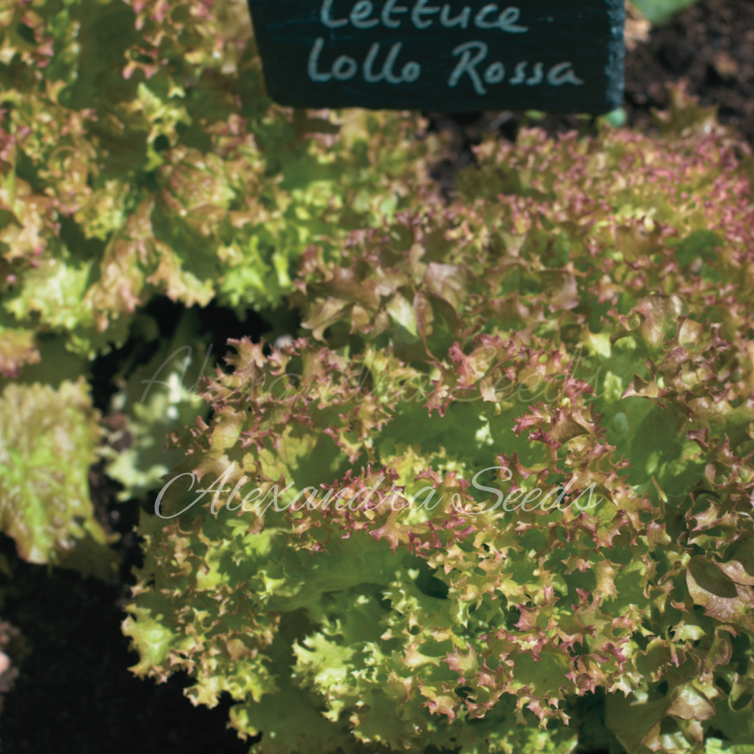 Organic Lollo Rossa Lettuce Seeds | 500 'Lactuca Sativa' Seeds in a Pictorial Packet With Growi6ng Instructions | Always Dispatched Next Business Day