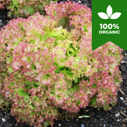 Organic Lollo Rossa Lettuce Seeds | 500 'Lactuca Sativa' Seeds in a Pictorial Packet With Growi6ng Instructions | Always Dispatched Next Business Day