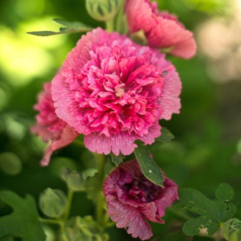 Hollyhock Majorette Mixed Flower Seeds | Compact Double Blooms | Cottage Garden Favourite