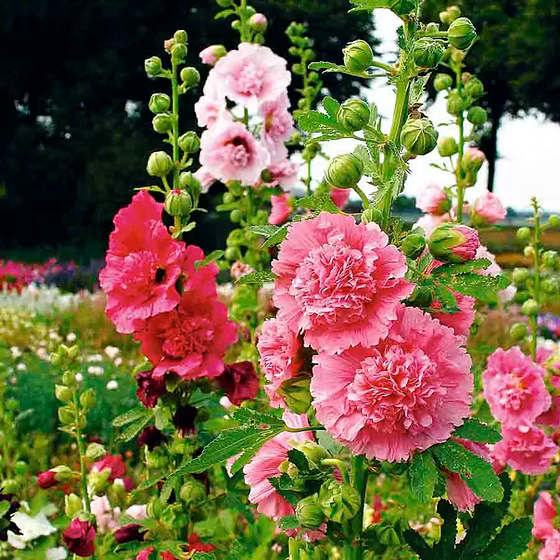 Hollyhock Majorette Mixed Flower Seeds | Compact Double Blooms | Cottage Garden Favourite