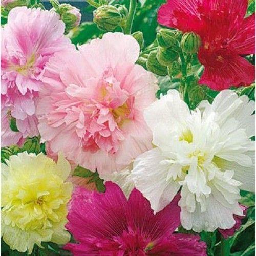 Hollyhock Majorette Mixed Flower Seeds | Compact Double Blooms | Cottage Garden Favourite