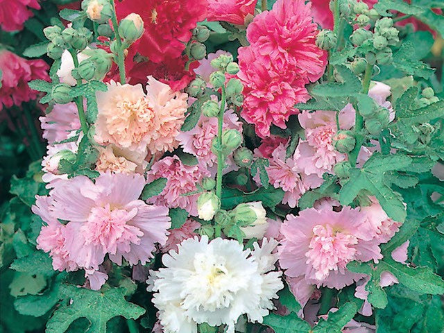 Hollyhock Majorette Mixed Flower Seeds | Compact Double Blooms | Cottage Garden Favourite