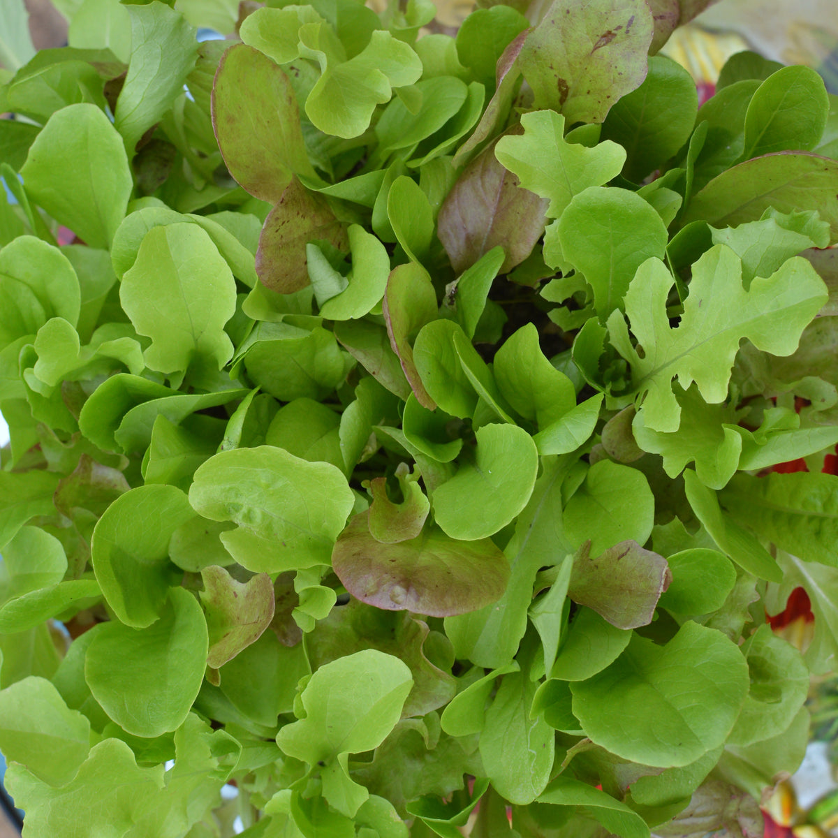 All Year Lettuce Seeds for Baby Leaf or Whole Heads  | 1000 Mixed Salad Leaves in Pictorial Packet With Growing Instructions | Always Dispatched Next Business Day
