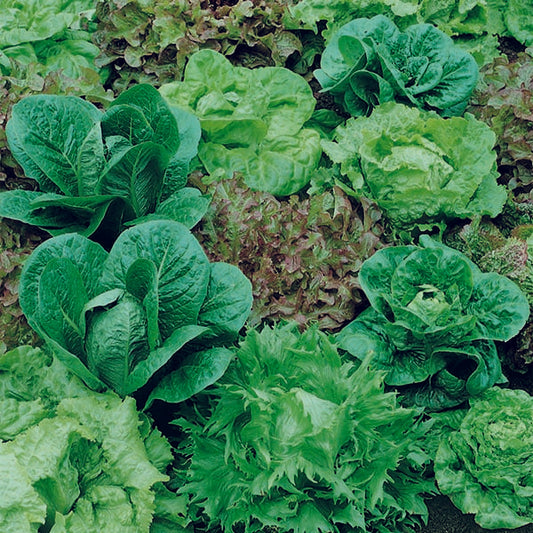 All Year Lettuce Seeds for Baby Leaf or Whole Heads  | 1000 Mixed Salad Leaves in Pictorial Packet With Growing Instructions | Always Dispatched Next Business Day