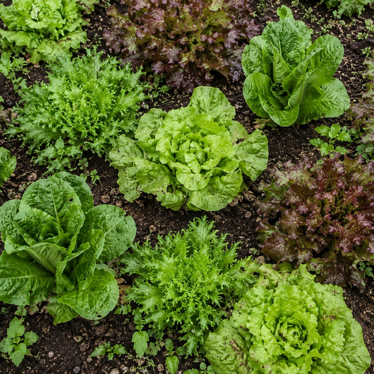 All Year Lettuce Seeds for Baby Leaf or Whole Heads  | 1000 Mixed Salad Leaves in Pictorial Packet With Growing Instructions | Always Dispatched Next Business Day