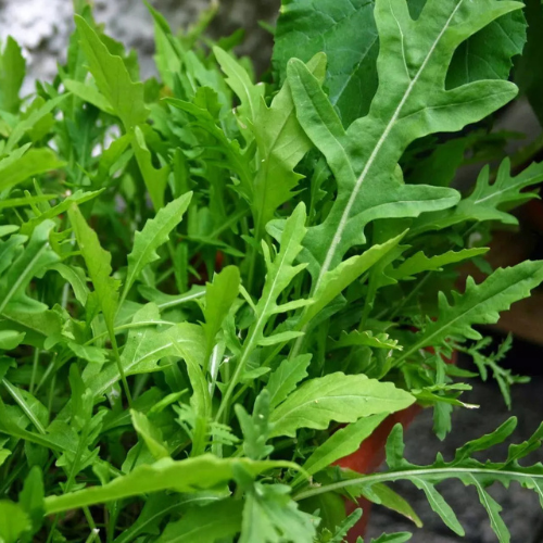 Rocket Salad Seeds - Mixed Napoli, Wild, Uber, Plain | 750 Seeds in Pictorial Packet With Growing Instructions | Always Dispatched Next Business Day