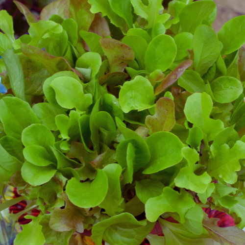 All Year Lettuce Seeds for Baby Leaf or Whole Heads  | 1000 Mixed Salad Leaves in Pictorial Packet With Growing Instructions | Always Dispatched Next Business Day