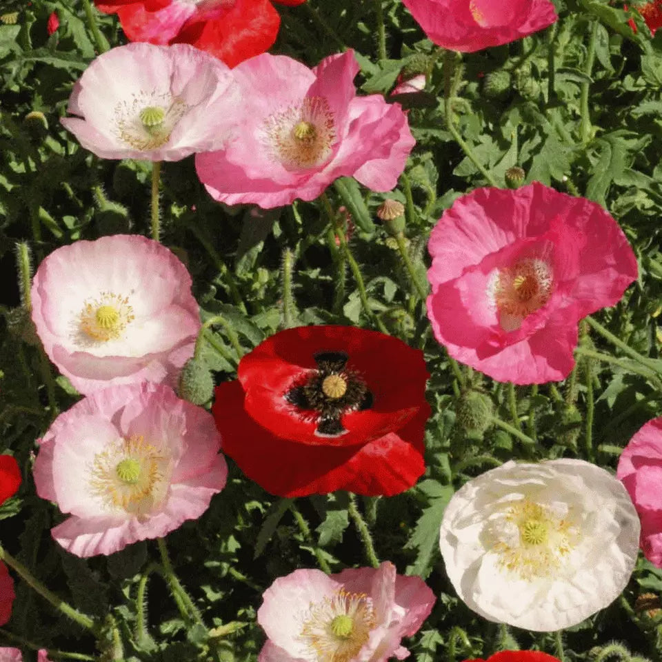 Poppy Seeds - Mixed Poppies, Colourful Mix | Big Display 5000 Poppy Seeds in Pictorial Packet With Growing Instructions | Always Dispatched Next Business Day