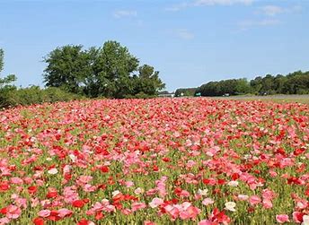 Poppy Seeds - Mixed Poppies, Colourful Mix | Big Display 5000 Poppy Seeds in Pictorial Packet With Growing Instructions | Always Dispatched Next Business Day