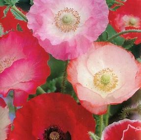 Poppy Seeds - Mixed Poppies, Colourful Mix | Big Display 5000 Poppy Seeds in Pictorial Packet With Growing Instructions | Always Dispatched Next Business Day