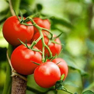 Tomato Seeds - Moneymaker Heritage Seeds | Grow Juicy Cherry Tomatoes, Heirloom x 30 Seeds in Pictorial Packet With Growing Instructions | Always Dispatched Next Business Day