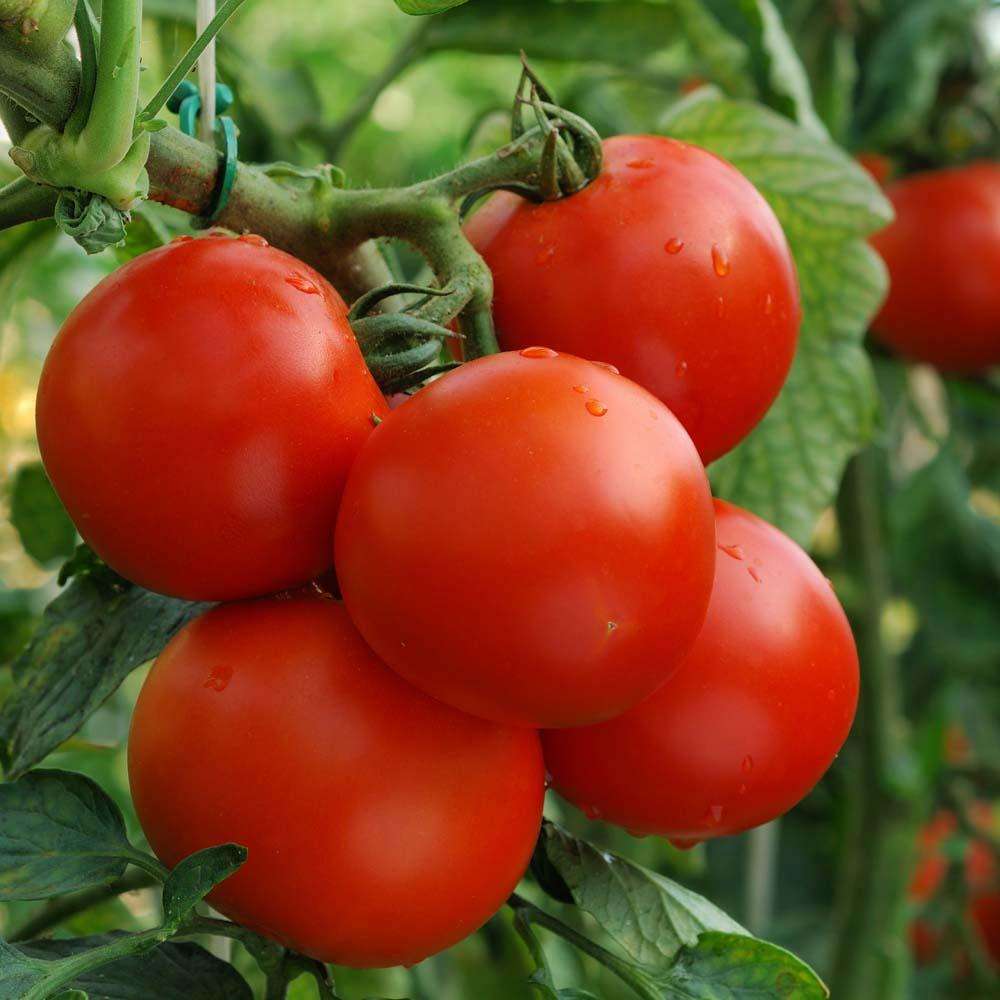 Tomato Seeds Bundle 4 Pack | Alicante, Piccolo, Moneymaker, Cherry Tomatoes | In Pictorial Packet With Growing Instructions | Always Dispatched Next Business Day