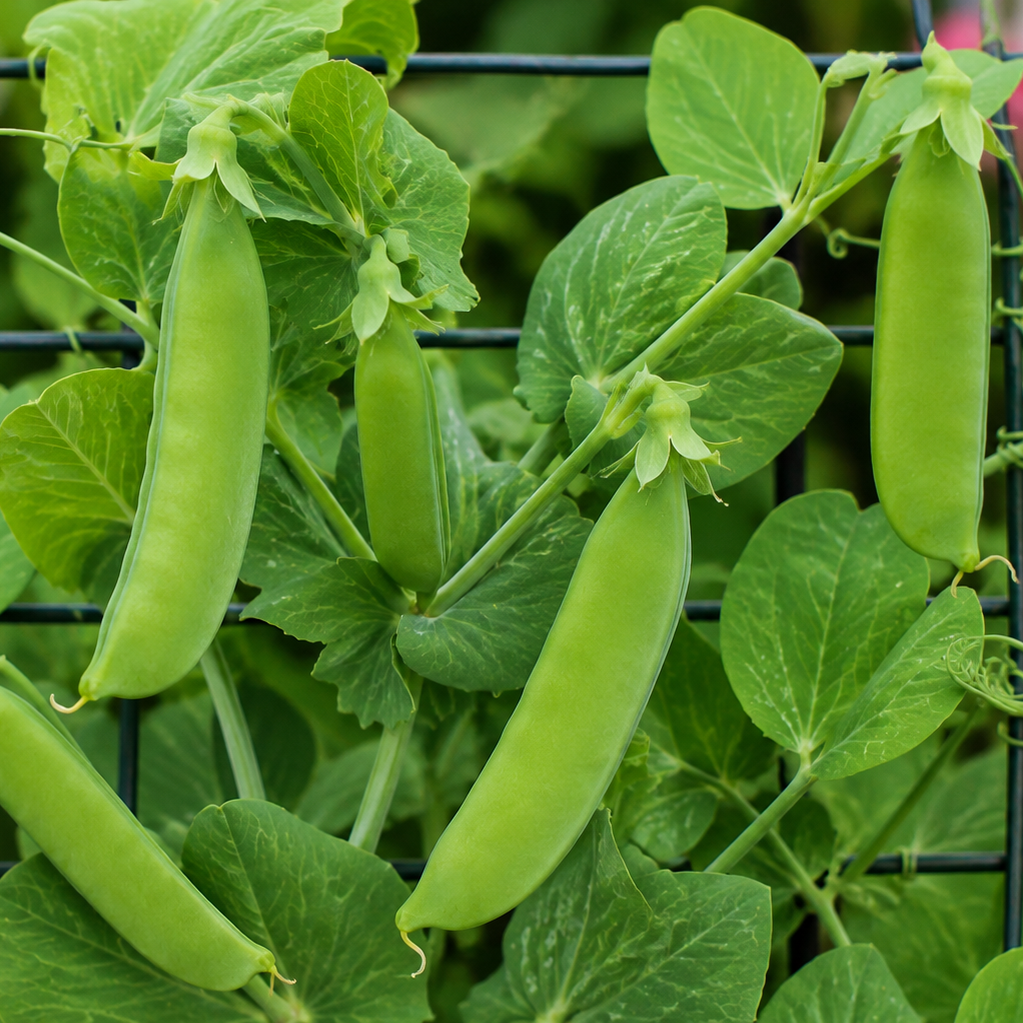 Mangetout | Snow Peas | Sugar Pod Peas, 200 Oregon Sugar Pod Pea Vegetable Seeds, Sweet, Crunchy and Fast Growing | In Pictorial Packet With Growing Instructions| Always Next Business Day Dispatch